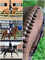 Formation "Juges Dressage"